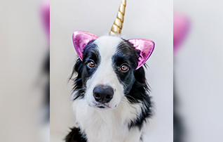seansparkmanunicorns