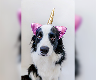 seansparkmanunicorns