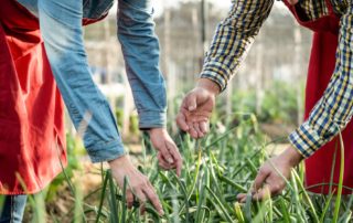gardeningandmoneysafemoneytrends
